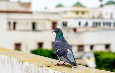 pigeon on the wall