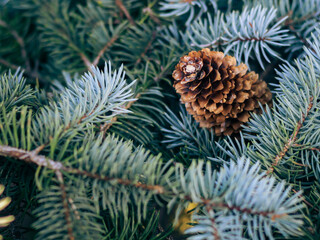 Pinecone on tree branch closeup