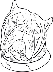 american bulldog head  frame handmade line design vector