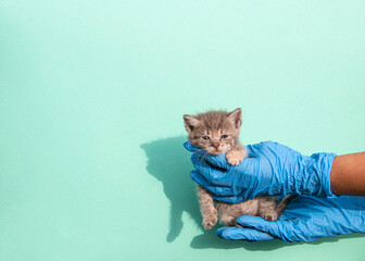 Kitten vet examining. grey and white striped cat in doctor hands on color blue background. Kitten...