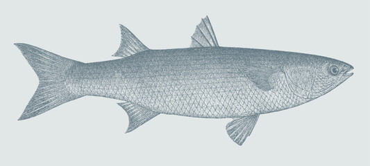 Thinlip grey mullet chelon ramada, marine and freshwater fish in side view
