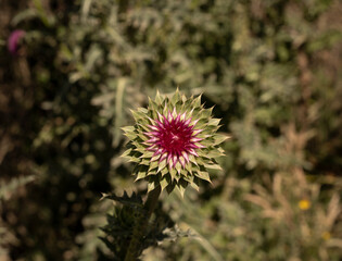 Floral. Top view of Cirsium vulgare purple flowers blooming in the field.