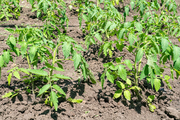 young tomato sprouts in the garden close-up