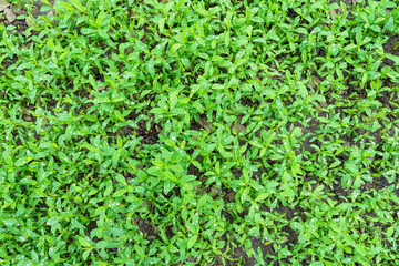 carpet of grass in drops of water
