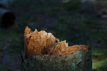broken tree trunk in the forest