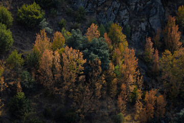 Paisaje de bosque en otoño