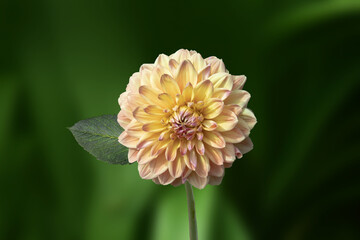 Beautiful flower, yellow and orange dahlia flower in the summer garden