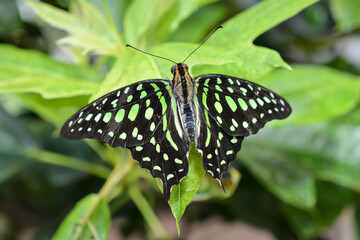 Green Tailed Jay Butterfly