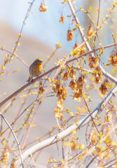 Golden Finch