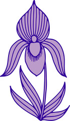 Purple Lady Slipper Orchid Flower