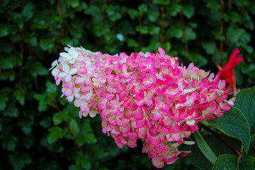 pink hydrangea flowers