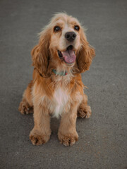 Happy cocker spaniel puppy posing in summer and sticking out his tongue