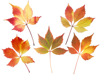 Set of five red and yellow fall leaves isolated transparent png