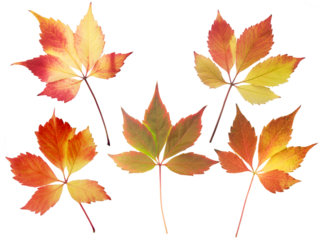 Set of five red and yellow fall leaves isolated transparent png