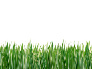 Fototapeta premium Striped green and white grass isolated transparent png