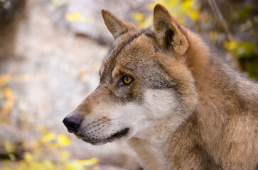 Naklejka na ściany i meble gray wolf canis lupus