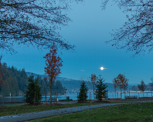 trees in the park at moonrise and blue hour