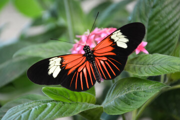 Obraz na płótnie Canvas Postman Butterfly