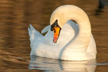 Fotobehang beautiful swan on blue lake water in sunny day during summer, swans on pond, nature series © AntokSena