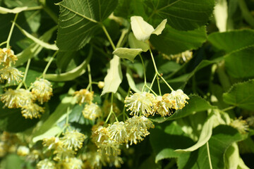 Beautiful linden tree with blossoms and green leaves outdoors, closeup