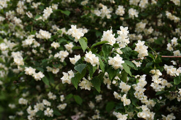 Beautiful jasmine shrub with white flowers outdoors