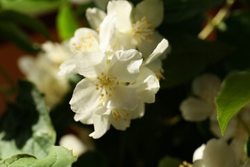 Branch of jasmine plant with beautiful white flowers, closeup