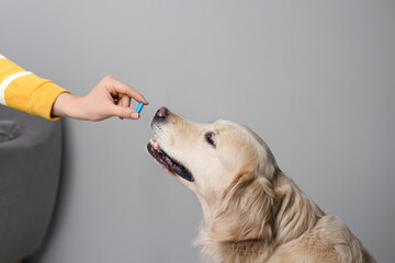 Woman giving pill to cute dog at home, closeup. Vitamins for animal