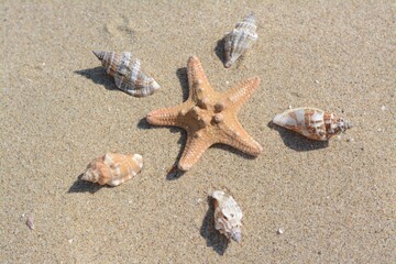 Fototapeta na wymiar Beautiful starfish and sea shells on sandy beach, above view