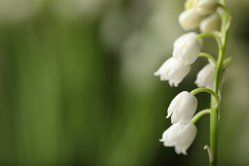 Beautiful lily of the valley on blurred background, closeup. Space for text