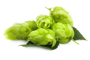 Pile of fresh green hops on white background