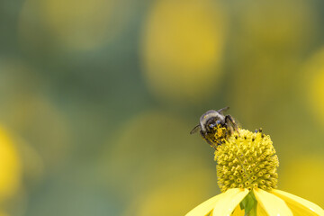 オオハンゴンソウの蜜を集めるハチ