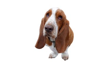 Basset Hound with sad bloodshot eyes and floppy long ears sitting