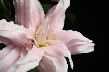 Naklejka na ściany i meble Beautiful fresh lily flower on dark background, closeup