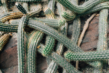 Fototapeta premium Cactus background texture, nature pattern 