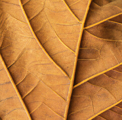 Brown Leaf Macro Zoom under the microscope
