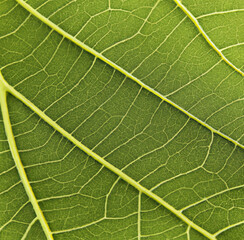 Green Leaf Macro Zoom under the microscope
