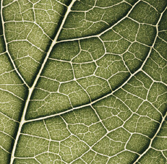 Green Leaf Macro Zoom under the microscope