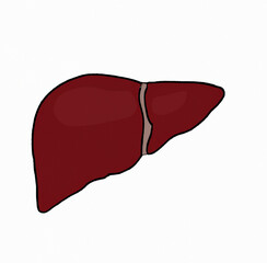 Liver Illustration