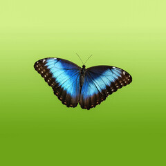 Blue Morpho Butterfly