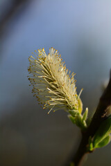 Obraz premium Salix caprea, Saule marsault, Pussy Willow