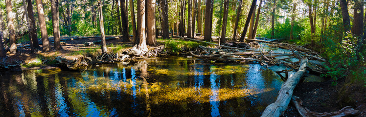 panorama of stream running through grove of pine trees in eastern sierras of california 