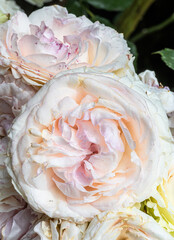 Flowers of ‘Eden’ Climber Rose