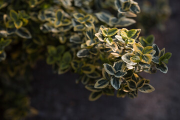 The background image is green. Natural, environmentally friendly natural background. Texture of green leaves of fortune emerald gold birch bark.