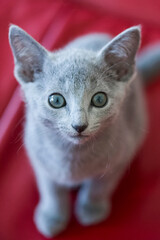 Fototapeta na wymiar Junges Russisch Blau Kitten schaut in die Kamera