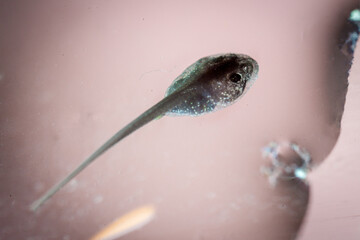 The African bullfrog tadpole in the water
