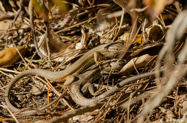 Large Psammodromus lizard. Mating rituals. 