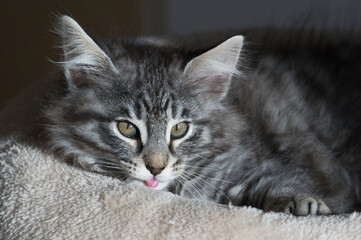 Junges Norwegisches Waldkatzen Kitten liegt in einem Katzenbett