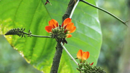 Obraz premium Cluster of red flowers under a broad leaf in Mindo, Ecuador
