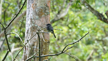Black phoebe (Sayornis nigricans) perched on a branch in Mindo, Ecuador