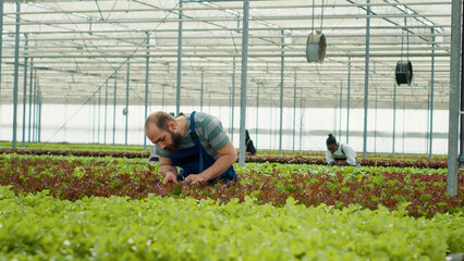 Caucasian greenhouse worker inspecting lettuce plants checking for high quality before harvesting and delivery. Diverse farm workers in hydroponic enviroment taking care of plants for optimal growth.